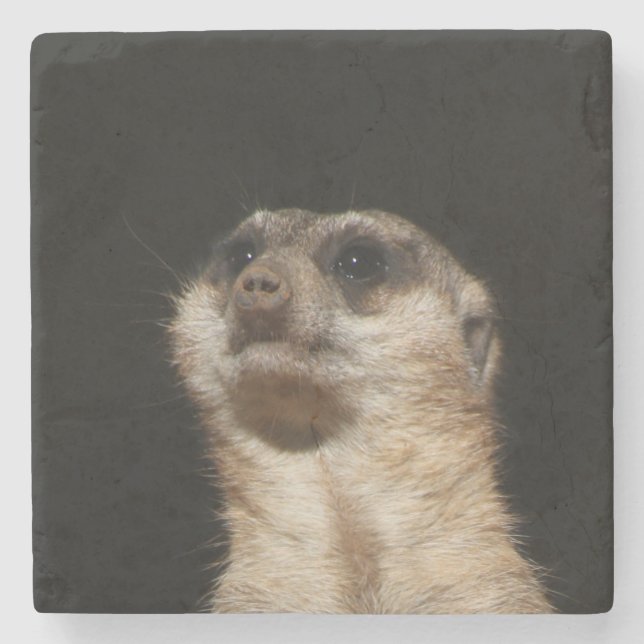 Meerkat 032 steinuntersetzer (Vorderseite)