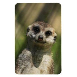 Meerkat 034 magnet