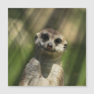 Meerkat 034 magnetkarte