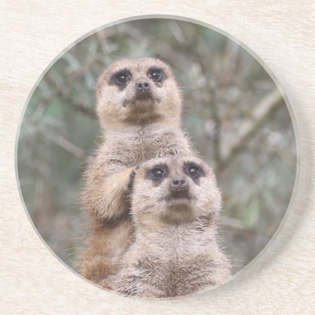 Meerkat 035 getränkeuntersetzer (Vorne)