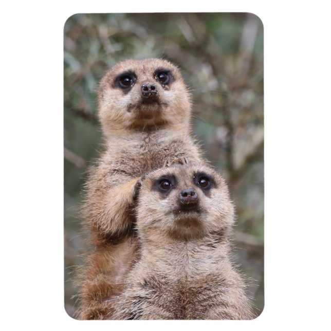 Meerkat 035 magnet (Vertikal)