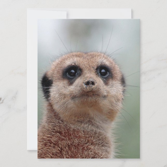 Meerkat 036 feiertagskarte (Vorderseite)