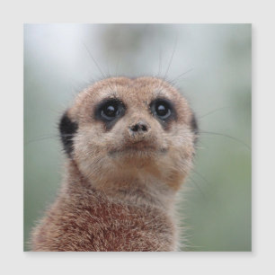 Meerkat 036 magnetkarte