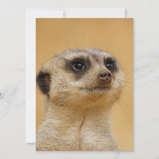 Meerkat 037 feiertagskarte (Vorderseite)