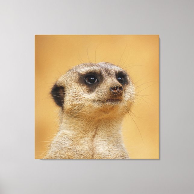 Meerkat 037 leinwanddruck (Vorderseite)