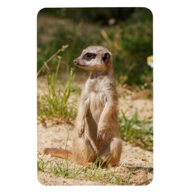 Meerkat 038 magnet (Vertikal)