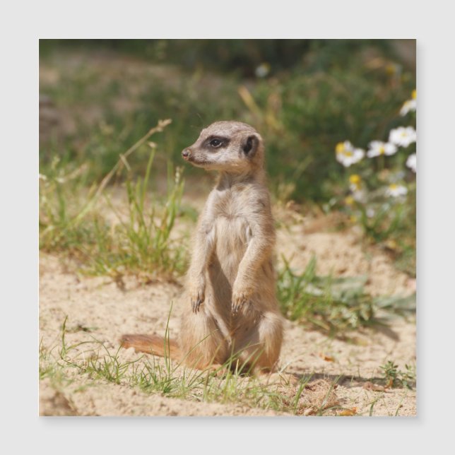 Meerkat 038 magnetkarte (Vorderseite)