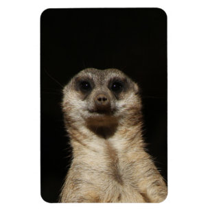 Meerkat 040 magnet