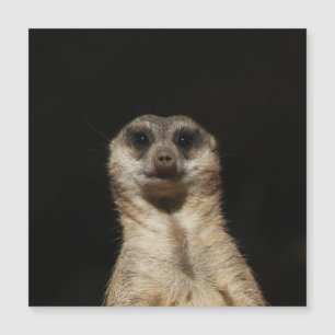 Meerkat 040 magnetkarte