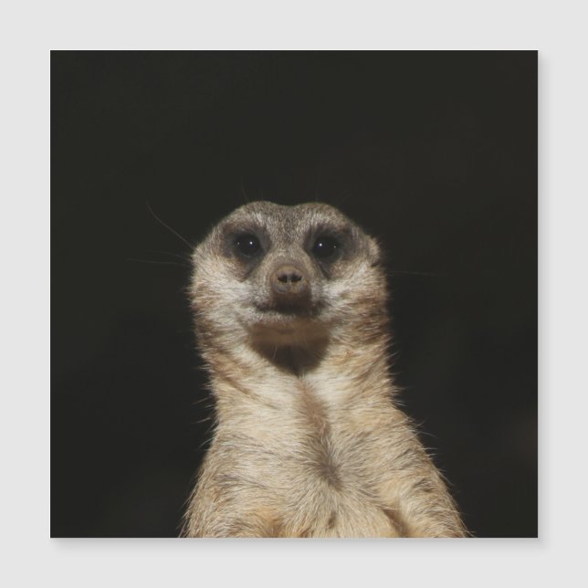 Meerkat 040 magnetkarte (Vorderseite)
