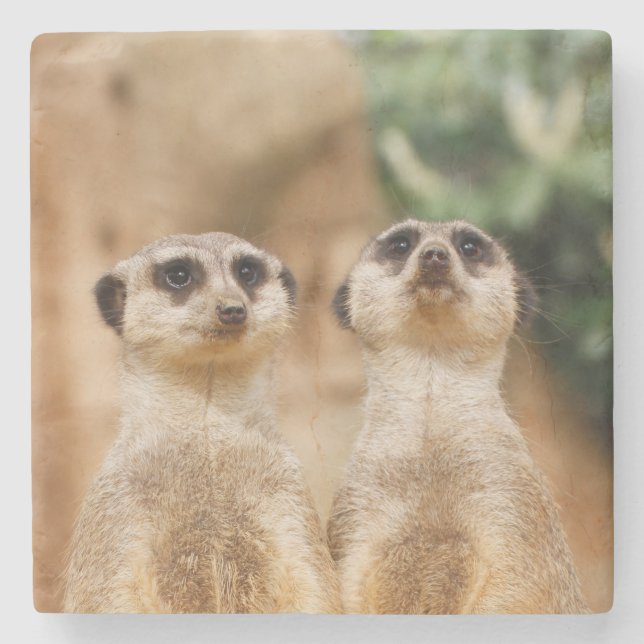 Meerkat_044 Steinuntersetzer (Vorderseite)
