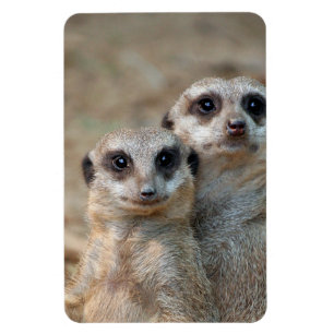 Meerkat 047 magnet