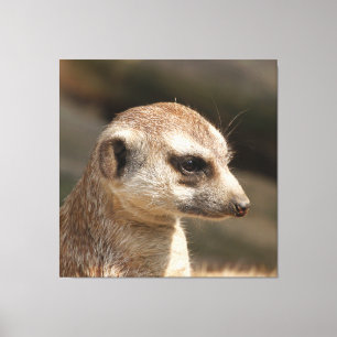 Meerkat 048 leinwanddruck