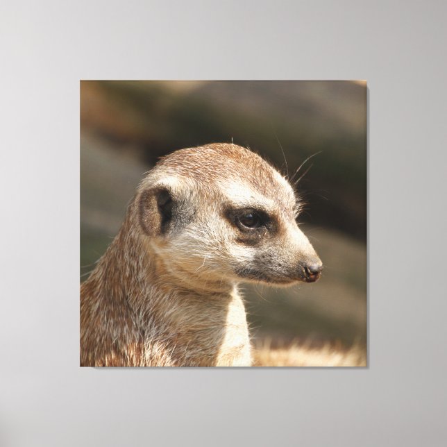 Meerkat 048 leinwanddruck (Vorderseite)