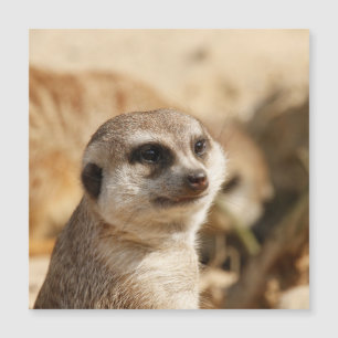Meerkat 052 magnetkarte