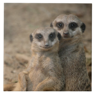 Meerkat 067 fliese