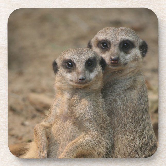 Meerkat 067 getränkeuntersetzer (Vorderseite)