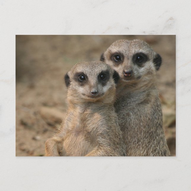 Meerkat 067 postkarte (Vorderseite)