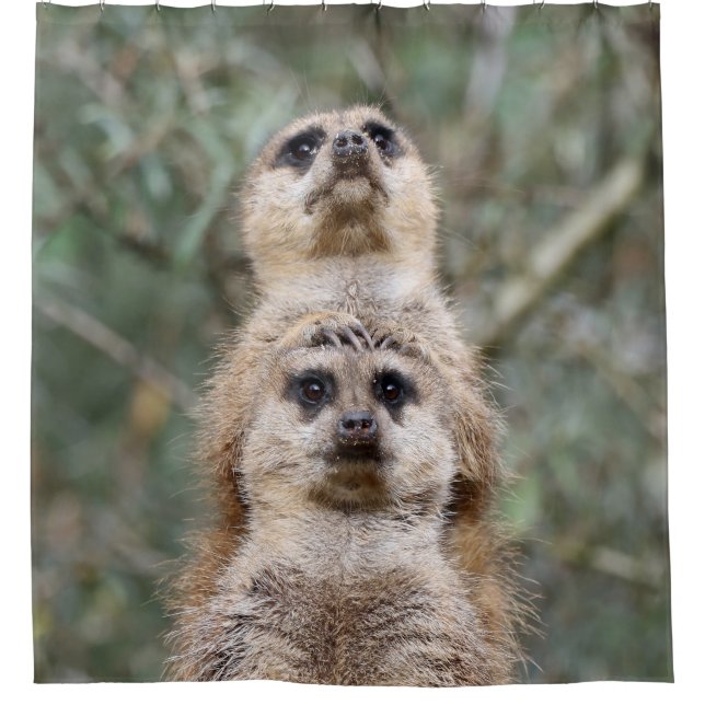 Meerkat 081 duschvorhang (Vorderseite)