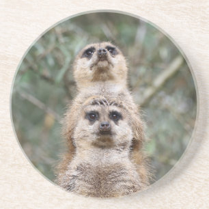 Meerkat 081 getränkeuntersetzer