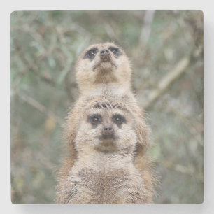 Meerkat 081 steinuntersetzer