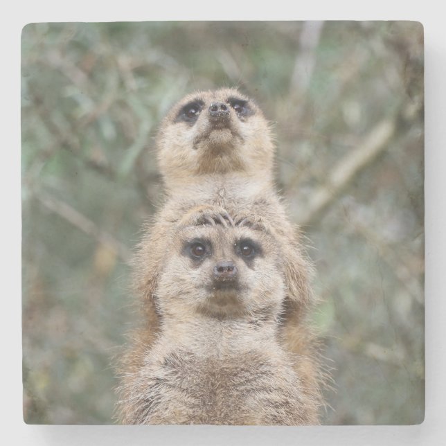 Meerkat 081 steinuntersetzer (Vorderseite)
