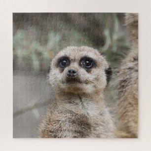 Meerkat 082