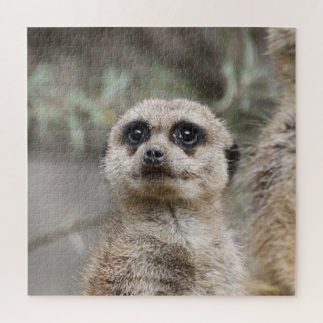Meerkat 082 (Vertikal)