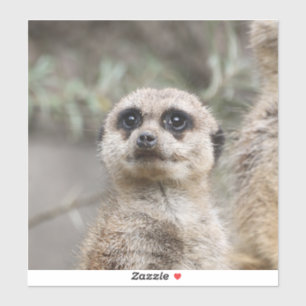 Meerkat 082 aufkleber