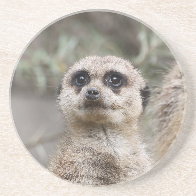 Meerkat 082 getränkeuntersetzer (Vorne)