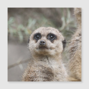 Meerkat 082 magnetkarte