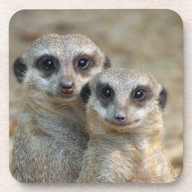 Meerkat 085 getränkeuntersetzer (Vorderseite)