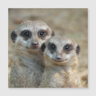 Meerkat 085 magnetkarte