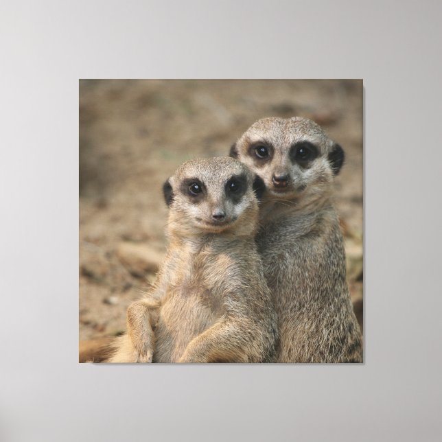 Meerkat 090 leinwanddruck (Vorderseite)