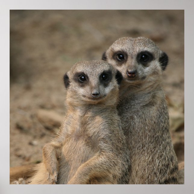Meerkat 090 poster (Vorne)