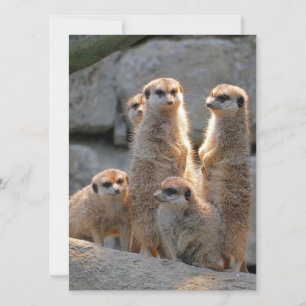 Meerkat 110 feiertagskarte