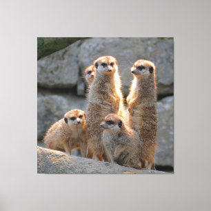 Meerkat 110 leinwanddruck