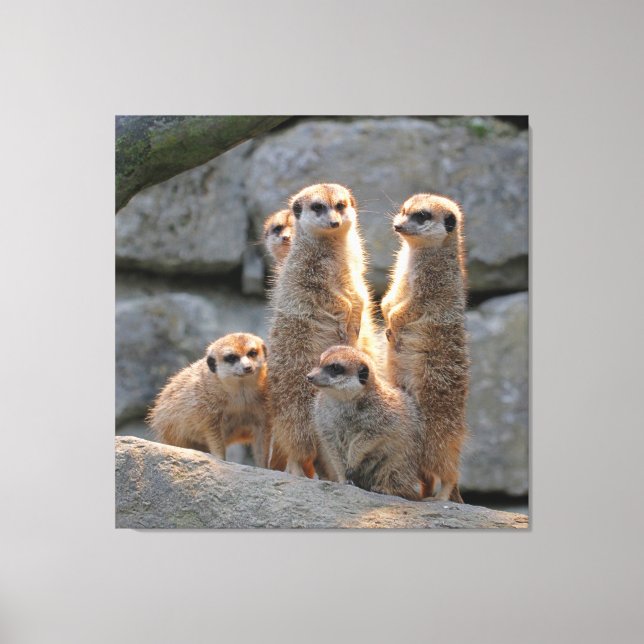 Meerkat 110 leinwanddruck (Vorderseite)