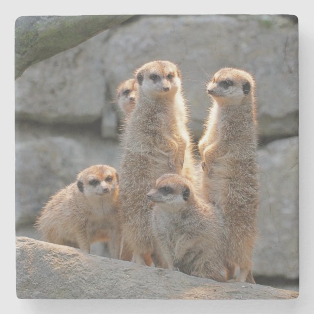 Meerkat 110 steinuntersetzer (Vorderseite)