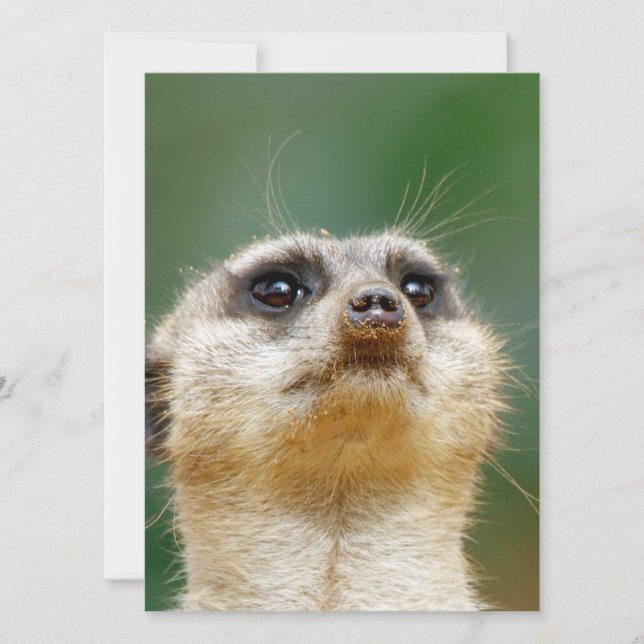 Meerkat 12 feiertagskarte (Vorderseite)