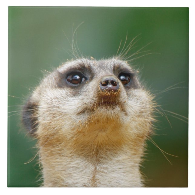Meerkat 12 fliese (Vorderseite)