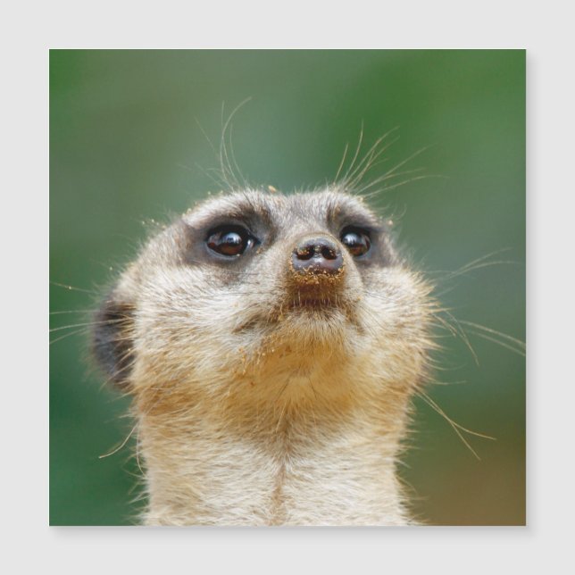 Meerkat 12 magnetkarte (Vorderseite)