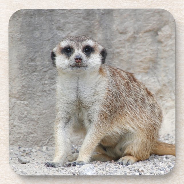 Meerkat 134 getränkeuntersetzer (Vorderseite)