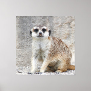 Meerkat 134 leinwanddruck