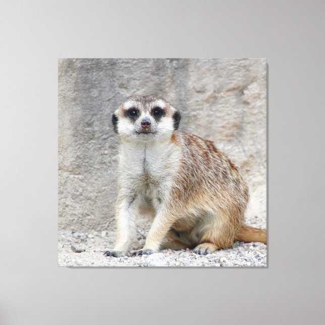 Meerkat 134 leinwanddruck (Vorderseite)