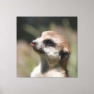 Meerkat 14 leinwanddruck