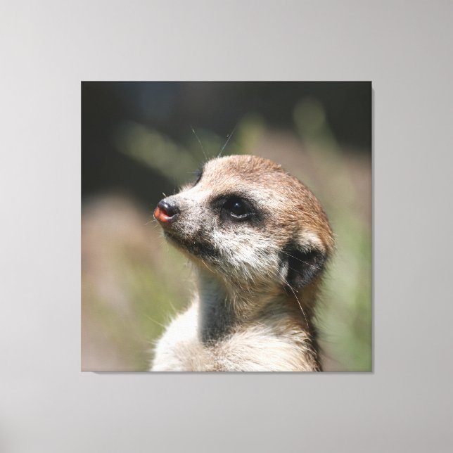 Meerkat 14 leinwanddruck (Vorderseite)