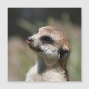 Meerkat 14 magnetkarte