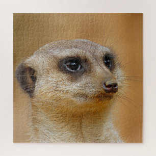 Meerkat 154