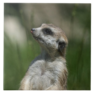 Meerkat 15 fliese